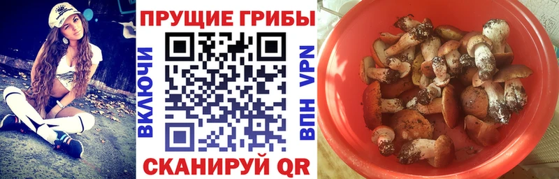 цена   гидра сайт  Галлюциногенные грибы Cubensis  Питкяранта 